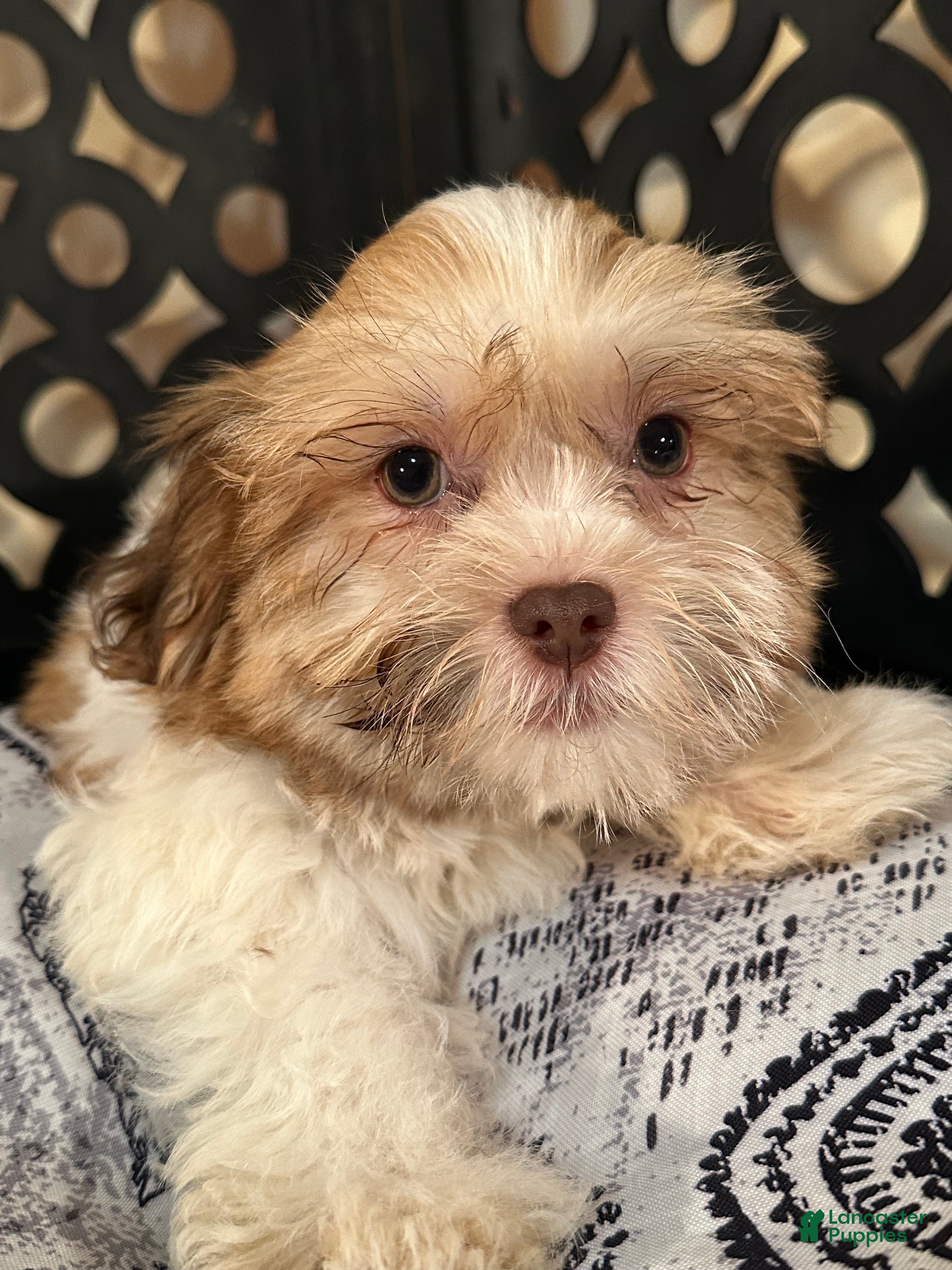 Havanese dogs Bodie Sweet Male Havanese Puppy - Ad 2