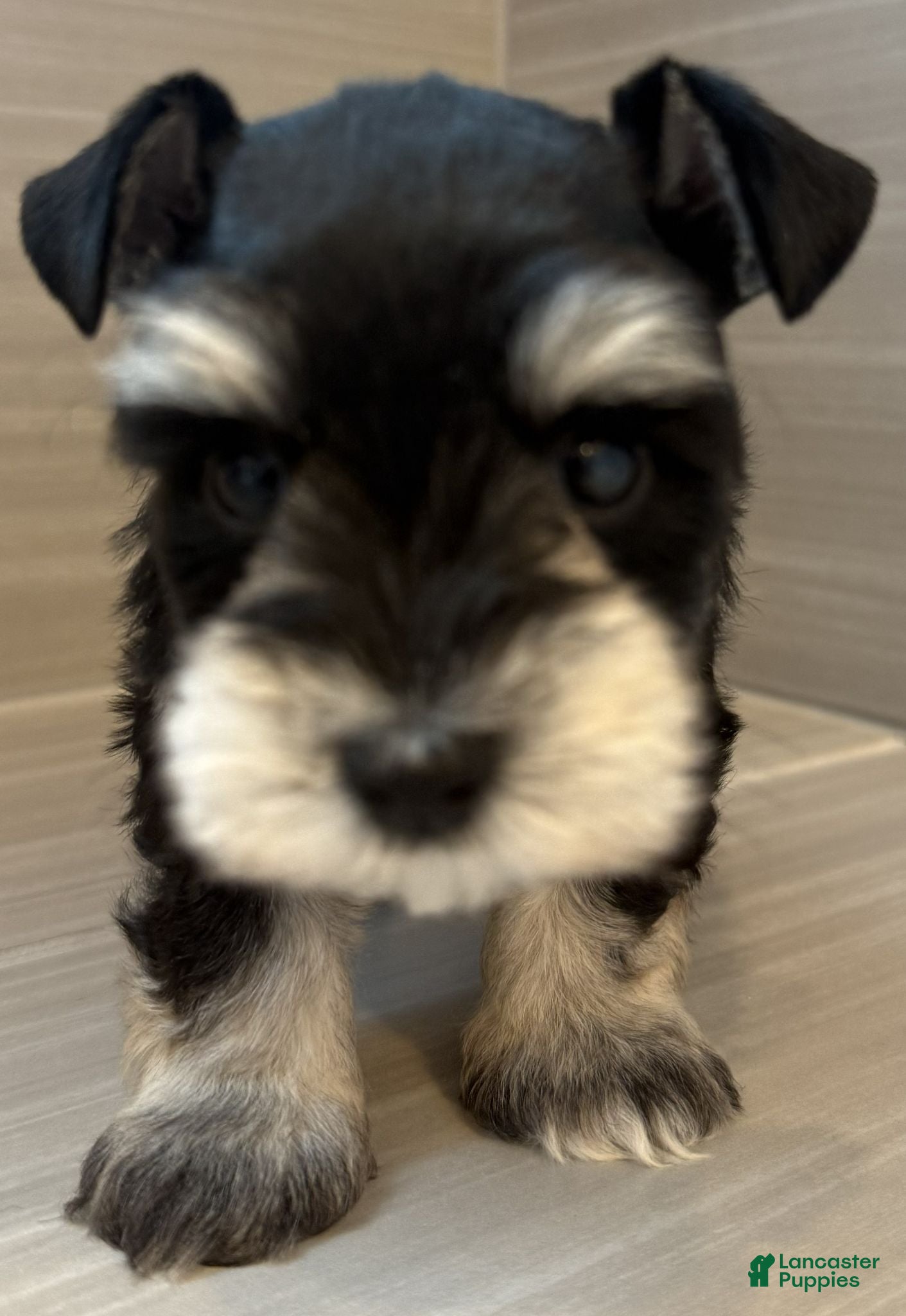 Miniature Schnauzer dogs Apollo - Ad 2