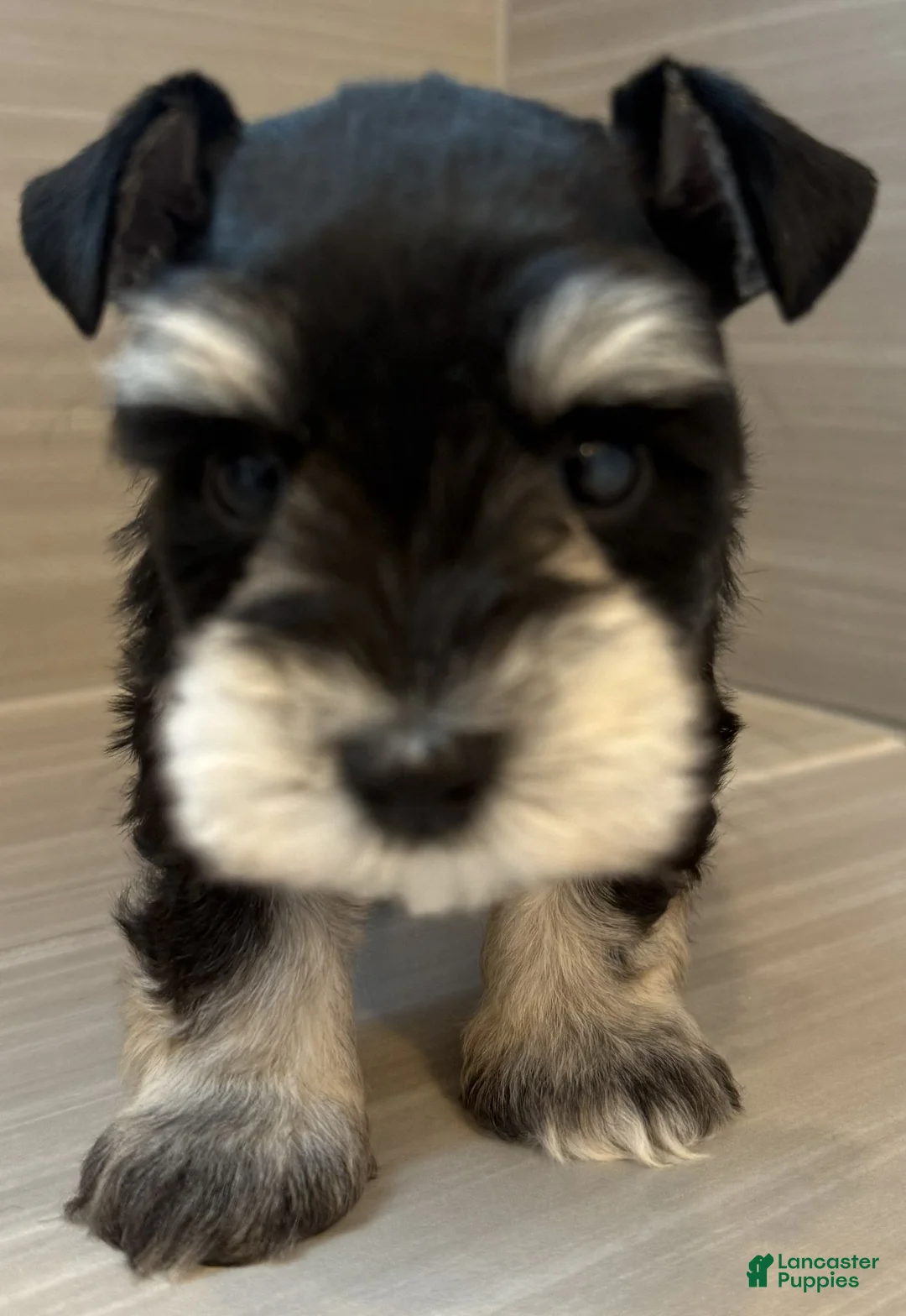 Miniature Schnauzer dogs for sale: Apollo - Ad 2