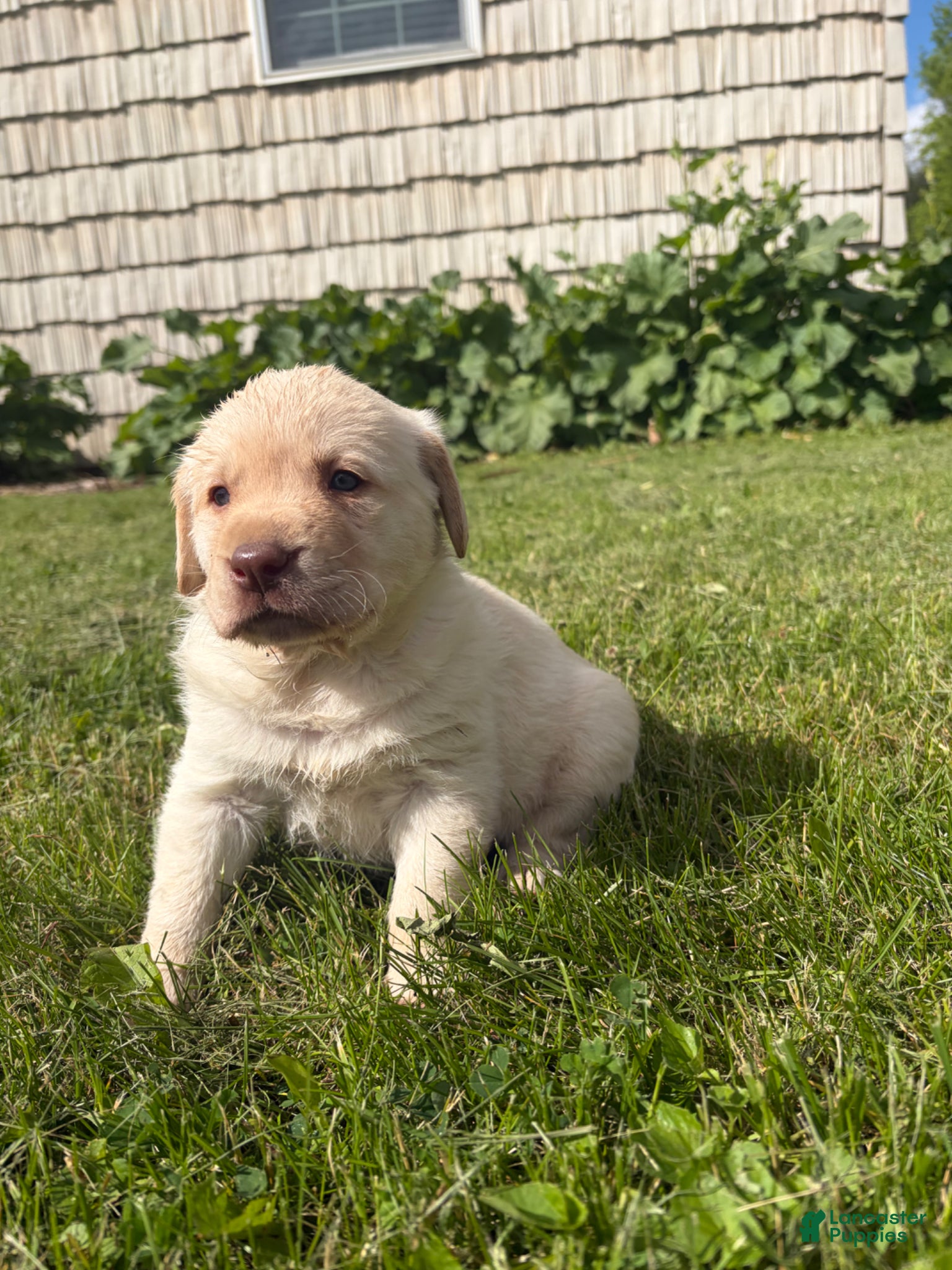 Labrador Retriever dogs Sammy - Ad 1