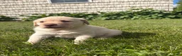 Labrador Retriever dogs for sale: Sammy - Ad 2