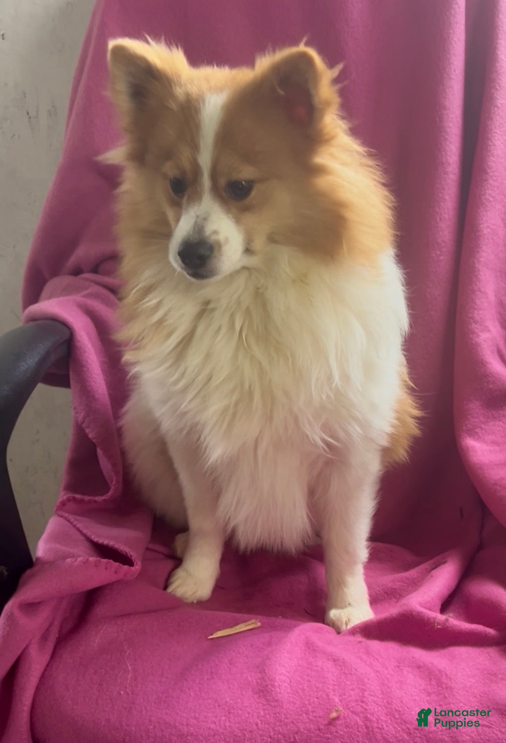 Pomeranian dogs Walter - Ad 1