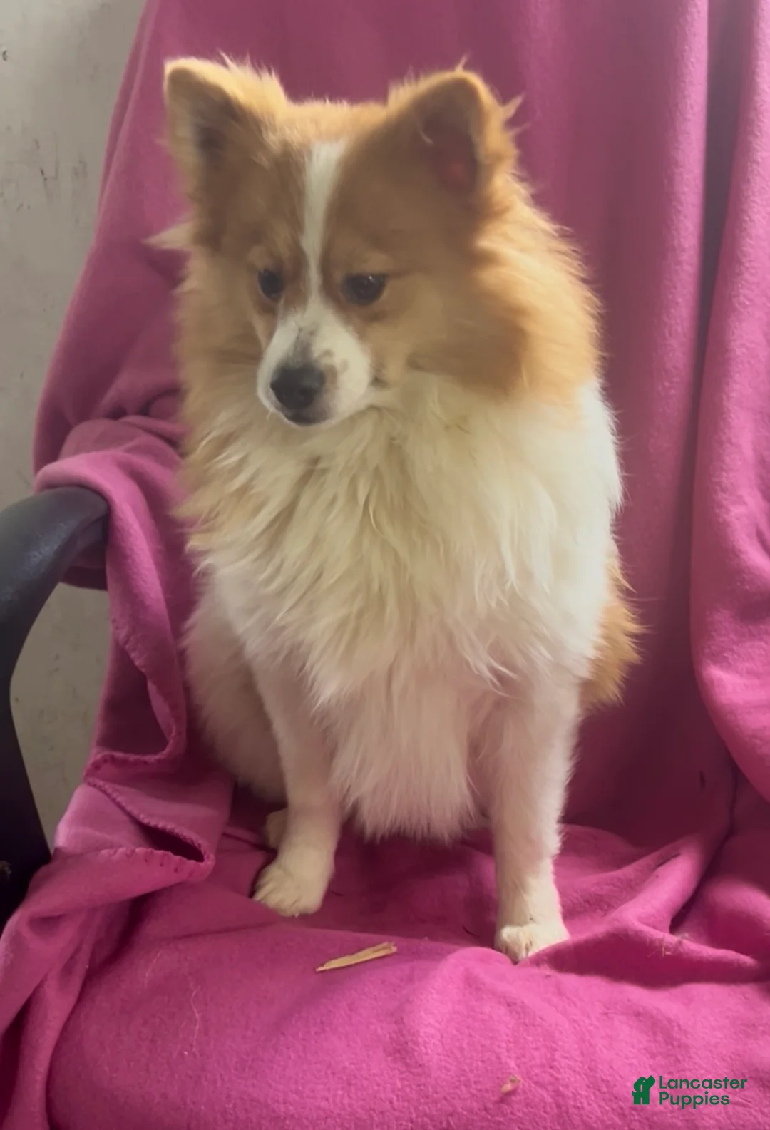 Pomeranian dogs for sale: Walter - Ad 1