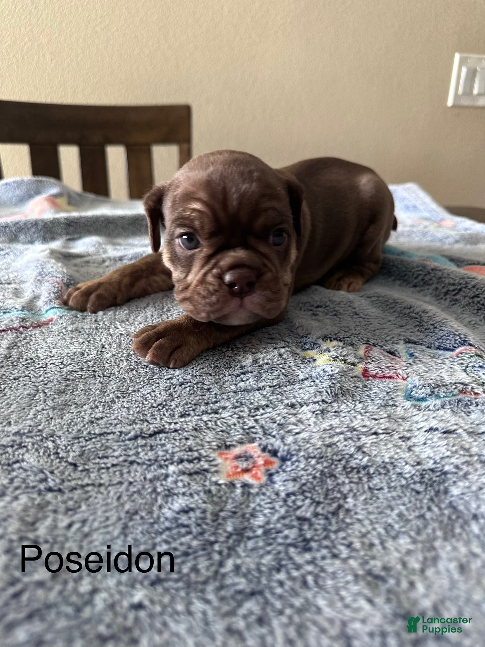 English Bulldog dogs Poseidon - Ad 27