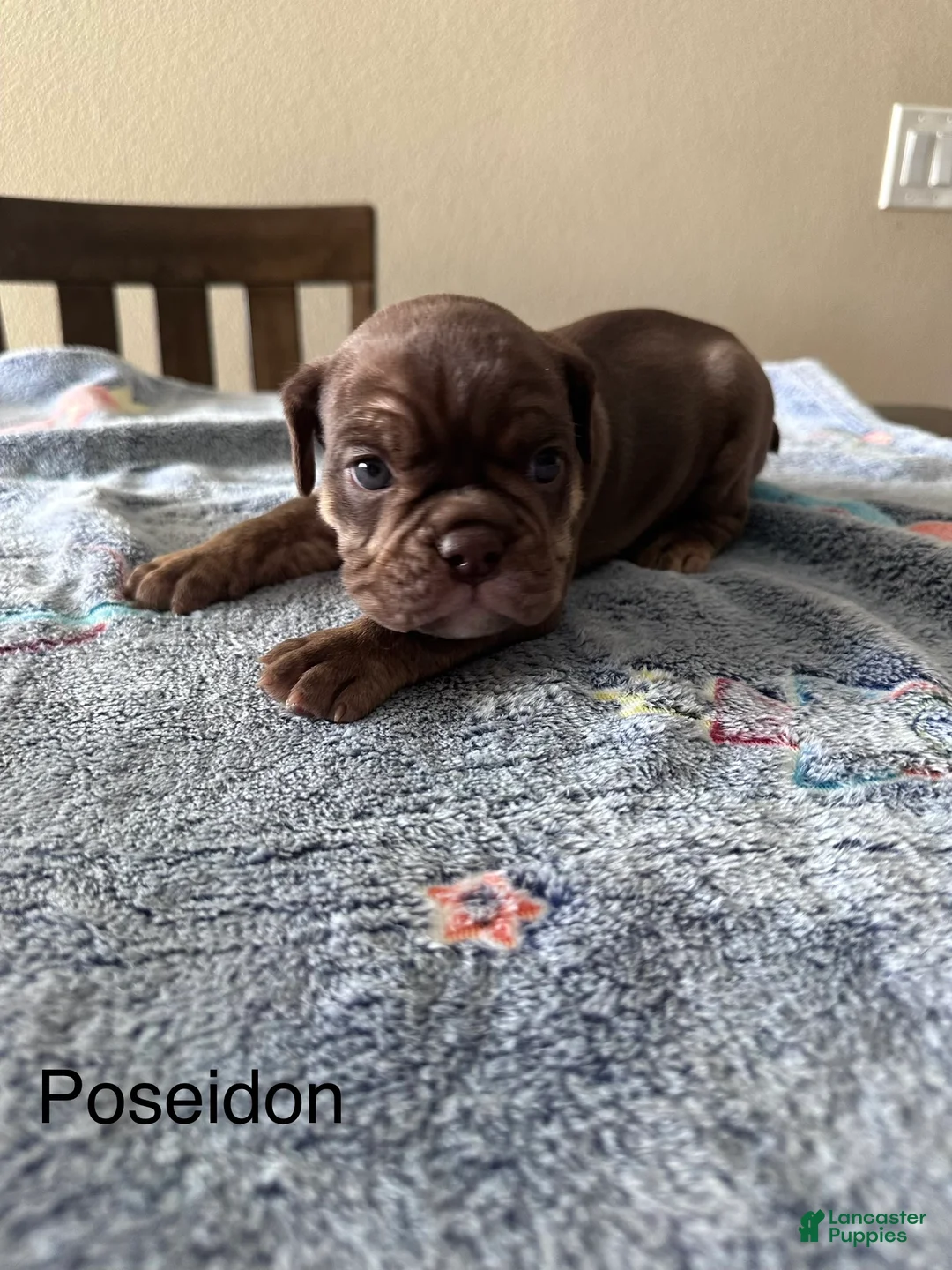 English Bulldog dogs for sale: Poseidon - Ad 1