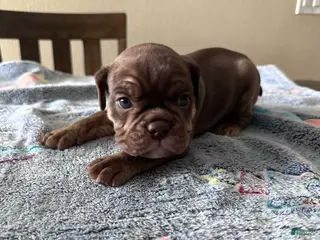 English Bulldog dogs Poseidon - Ad 27