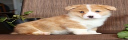 Welsh Corgi Pembroke dogs for sale: Clifford - Ad 7