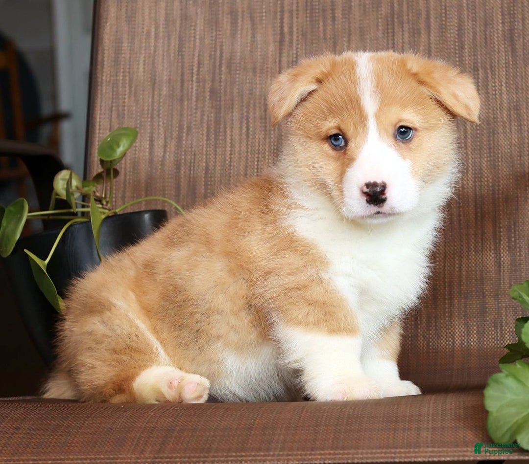 Welsh Corgi Pembroke dogs for sale: Clifford - Ad 7