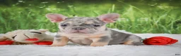French Bulldog dogs for sale: Luna - Ad 1