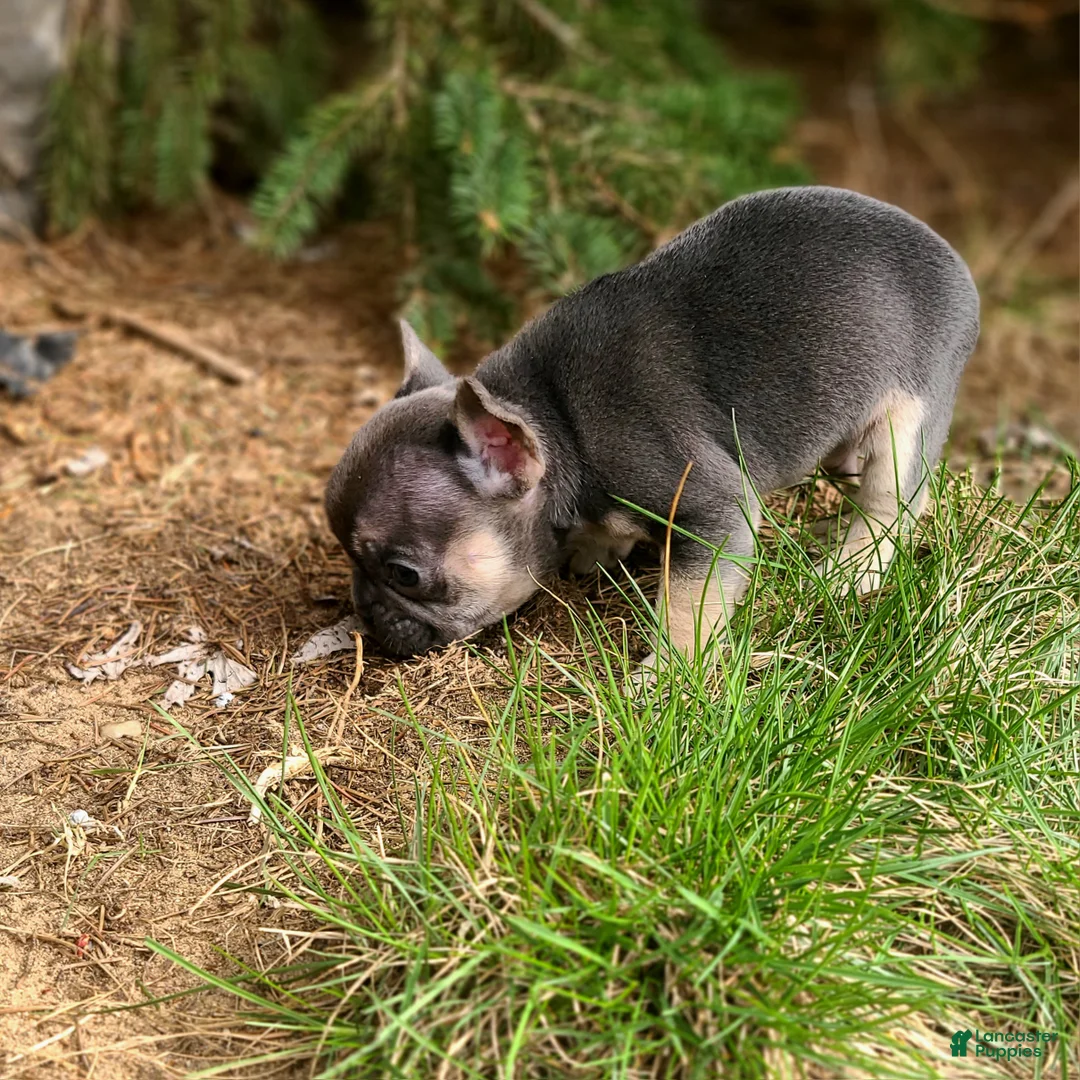 French Bulldog dogs for sale: Murphy - Ad 2