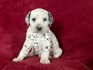 Dalmatian dogs Tyler❤️AKC Hip Cert Dad❤️Call or Text 717-716-6440 - Ad 23
