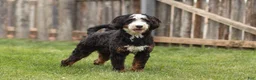 Mini Bernedoodle dogs for sale: Mr. Panda Bear - Ad 6