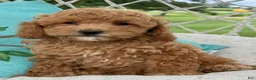 Cavapoo dogs for sale: Coco - Ad 6