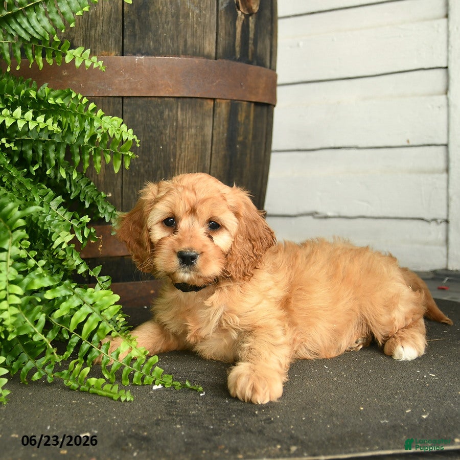 Cavapoo dogs Pepper - Ad 1