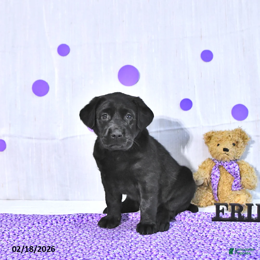 Labrador Retriever dogs for sale: Pearl - Ad 1