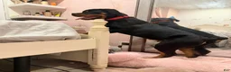 Rottweiler dogs for sale: Rottweiler 1 - Ad 4