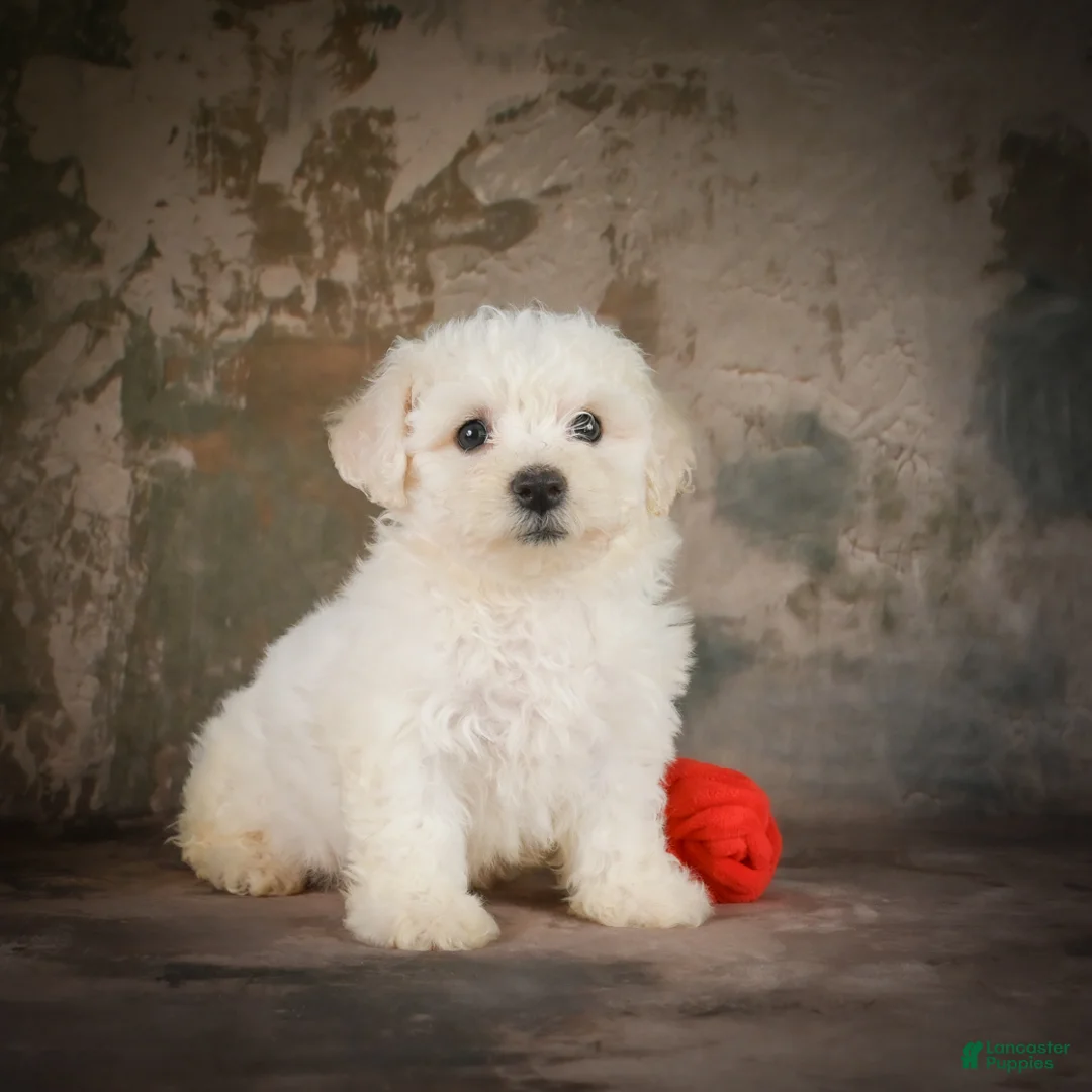 Bichon Frise dogs for sale: Buddy - Ad 1