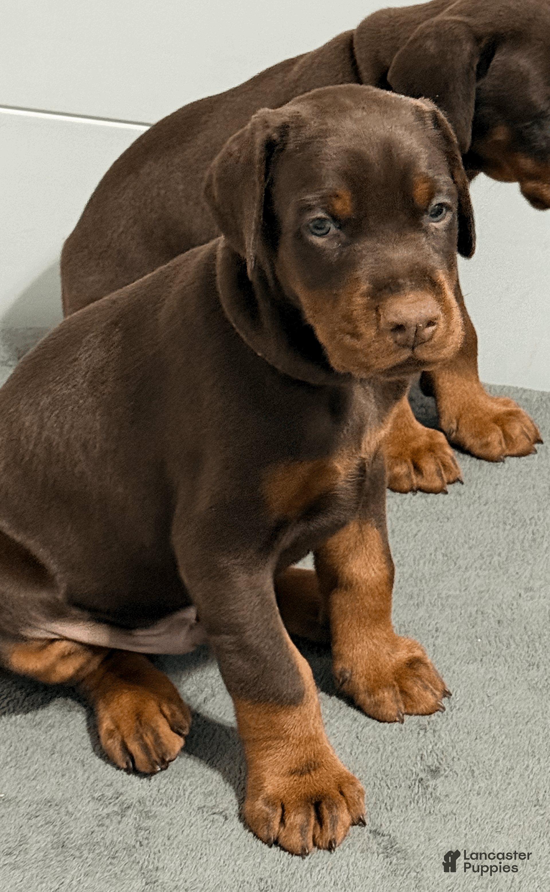 Doberman Pinscher dogs Brown Collar Male - Ad 30