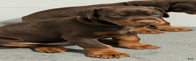 Brown Collar Male