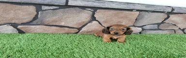 Miniature Dachshund 5