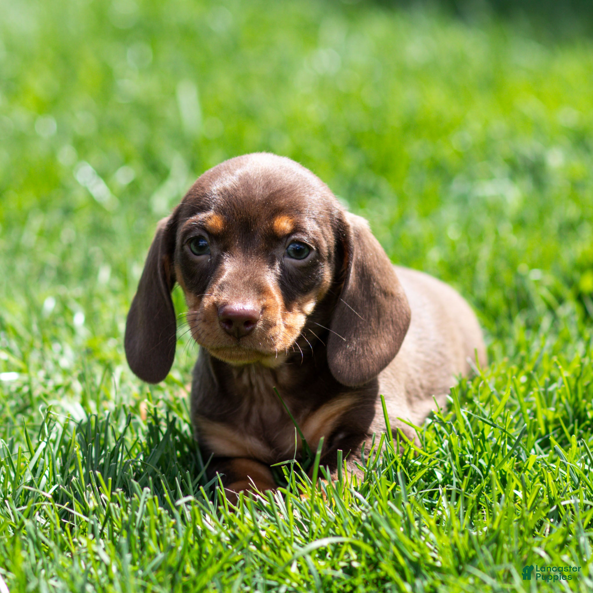 Miniature Dachshund dogs Nellie Miniature Dachshund Puppy  - Ad 1