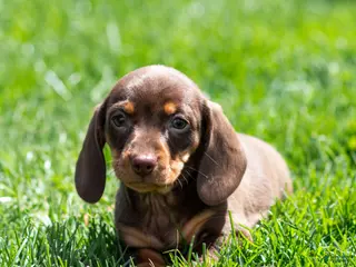 Miniature Dachshund dogs for sale: Nellie Miniature Dachshund Puppy - Ad 2