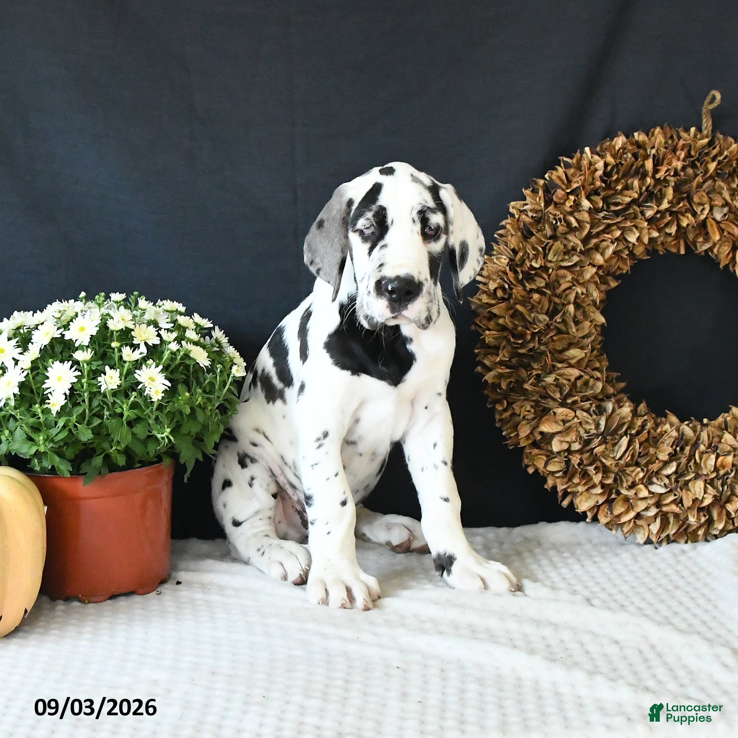 Great Dane dogs Chase - Ad 2