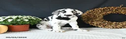 Great Dane dogs for sale: Chase - Ad 2