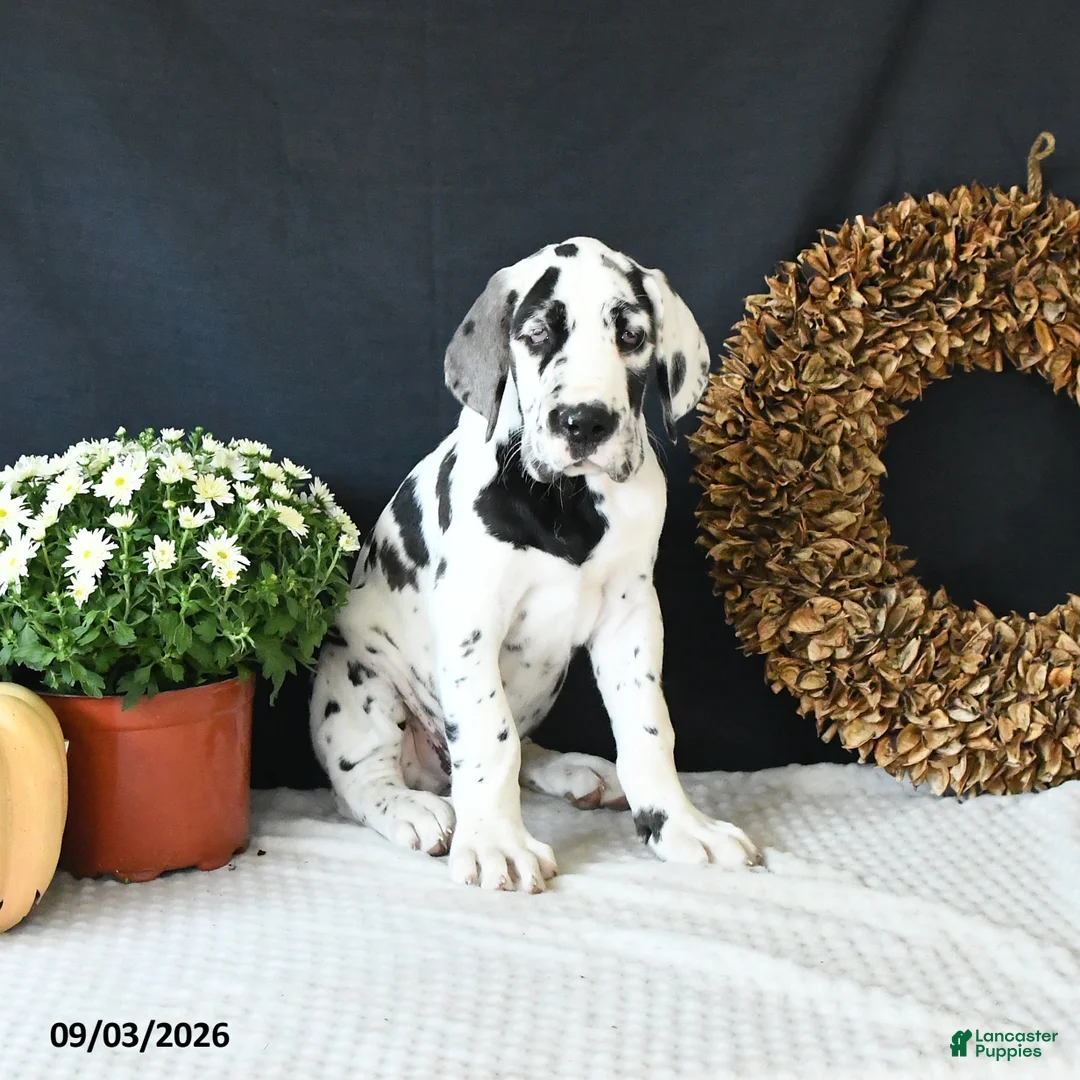 Great Dane dogs for sale: Chase - Ad 2