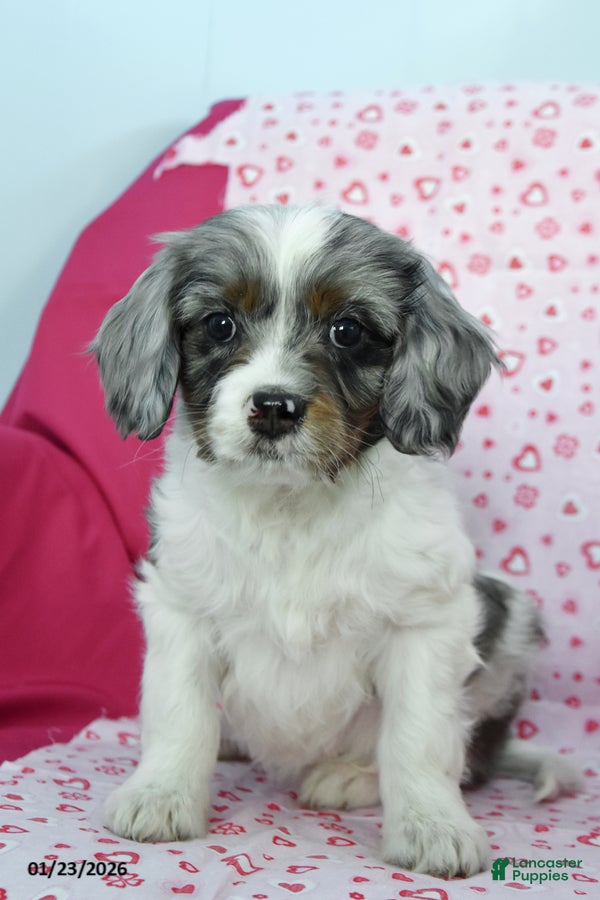 Cavapoo dogs Randy - Ad 20