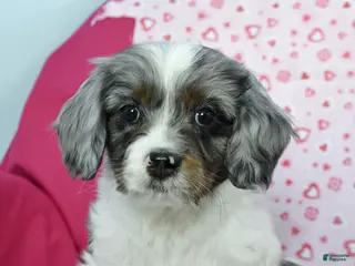 Cavapoo dogs Randy - Ad 41