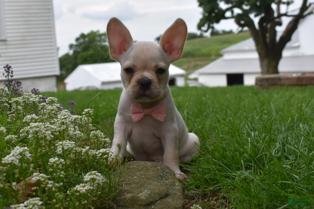 Frug dogs for sale: Mckenzie - Ad 1