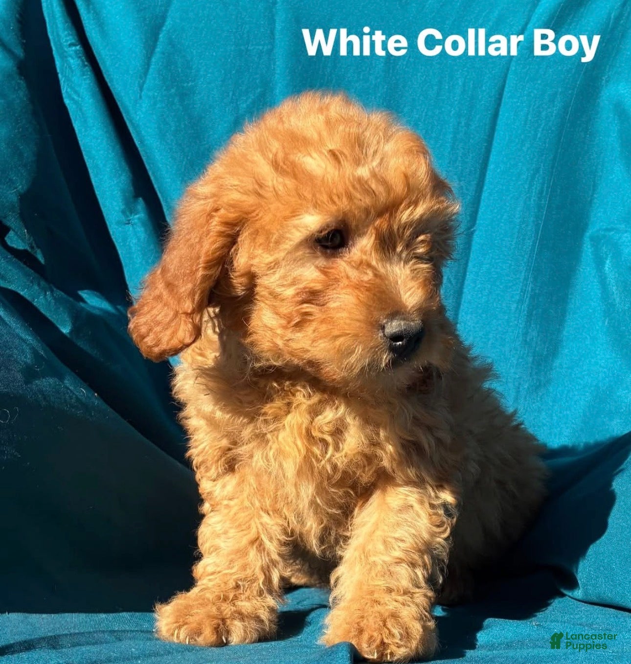 Goldendoodle dogs for sale: Goldendoodle 1 - Ad 1