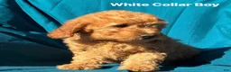 Goldendoodle dogs for sale: Goldendoodle 1 - Ad 1