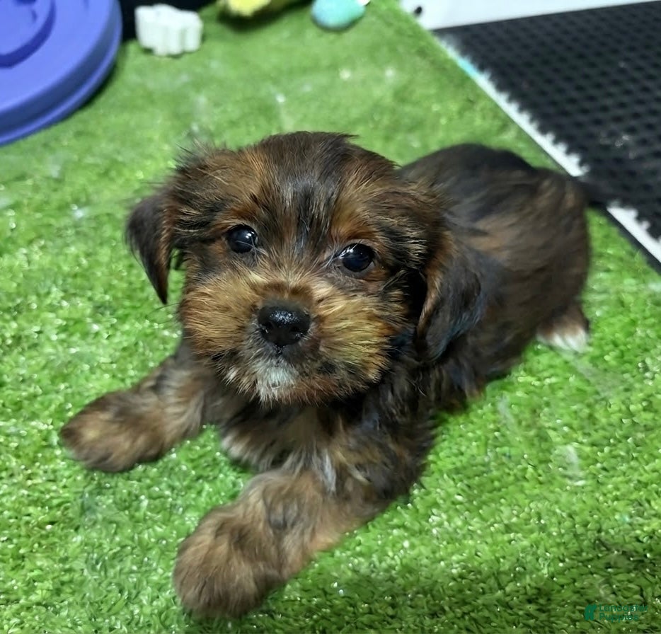 Shorkie dogs Alf - Ad 3