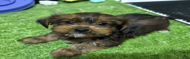Alf