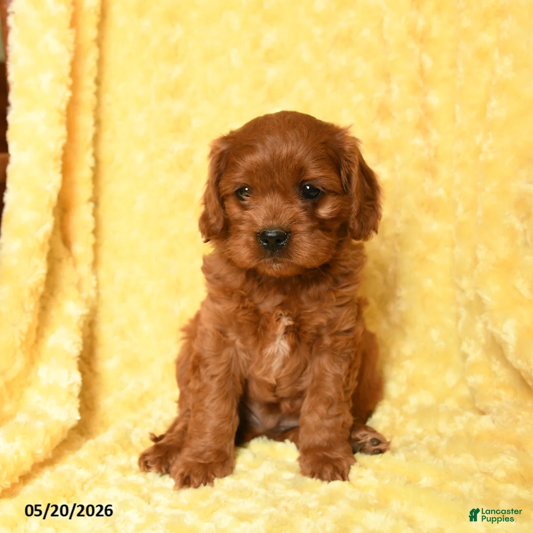 Cavapoo dogs for sale: Waffles - Ad 2