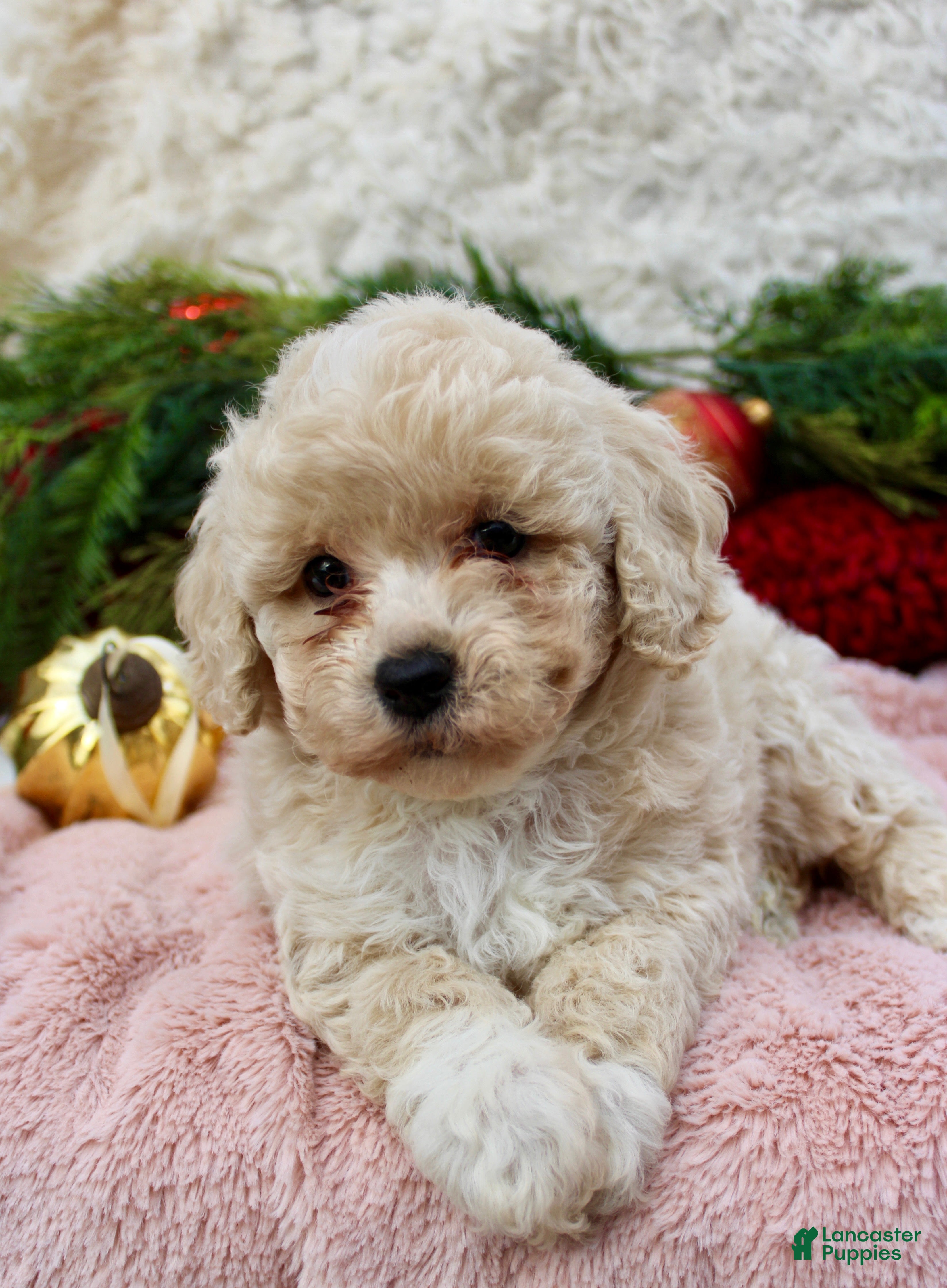 Bichpoo dogs Bichpoo Puppy 2 - Ad 11