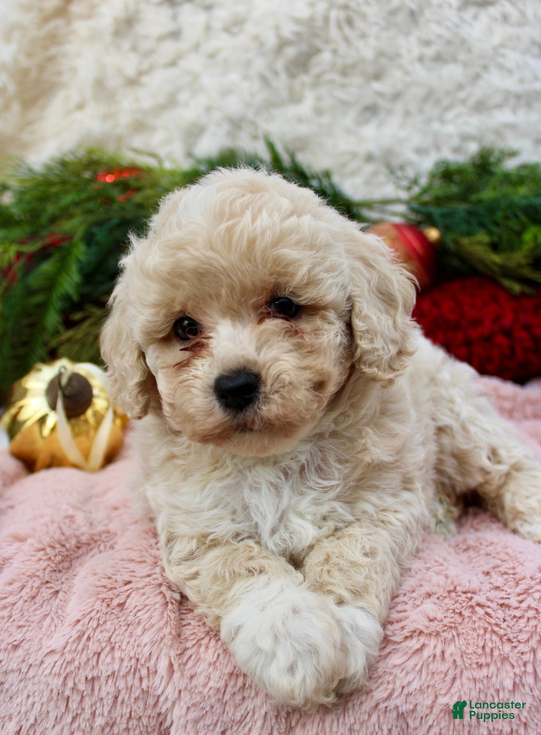 Bichpoo dogs for sale: Bichpoo Puppy 2 - Ad 1