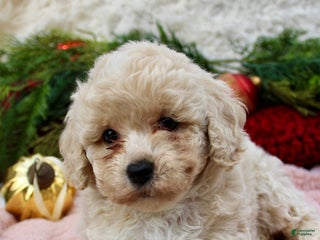 Bichpoo dogs Bichpoo Puppy 2 - Ad 42