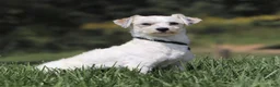 Havanese dogs for sale: Lilah - Ad 8