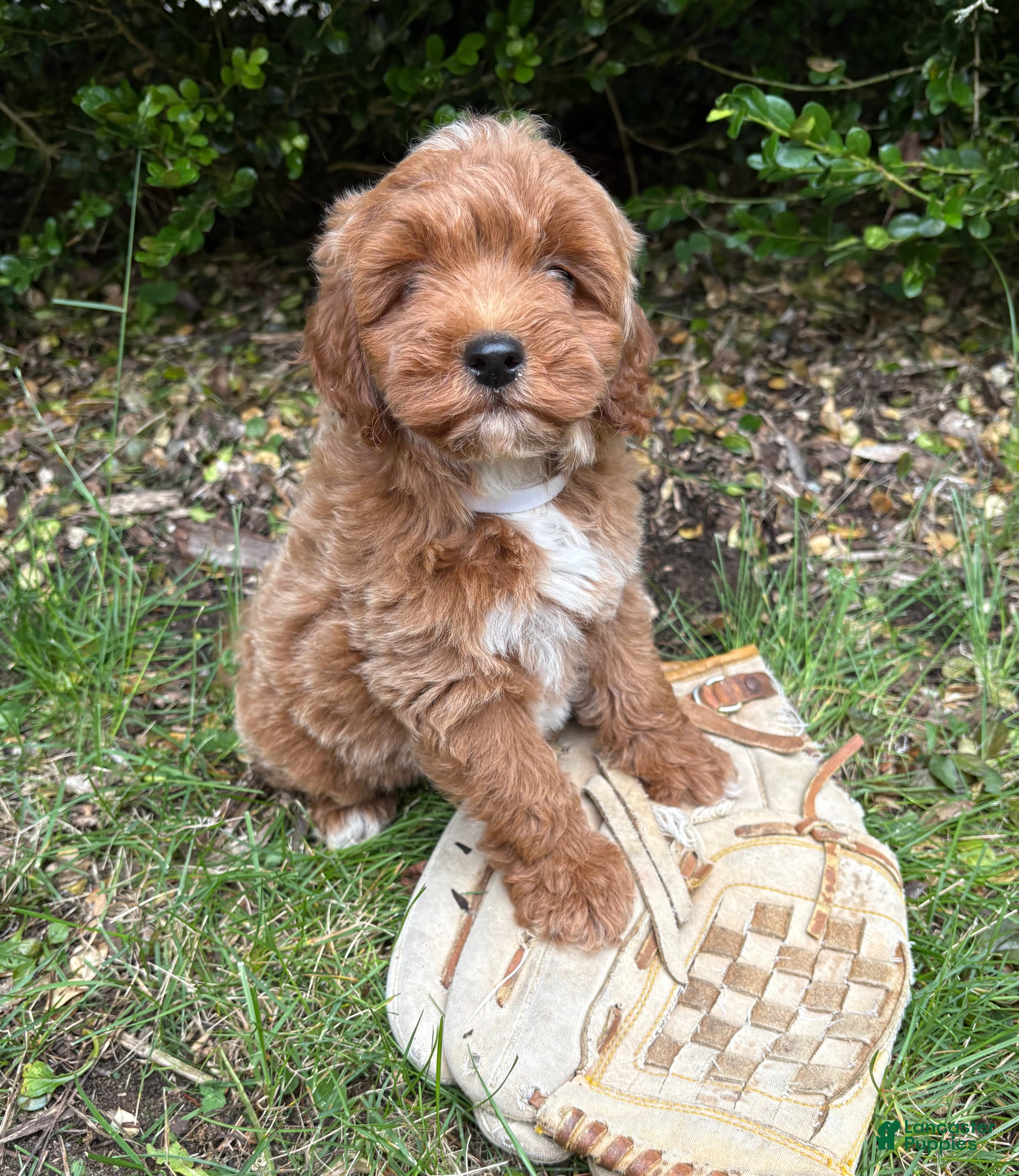 Mini Goldendoodle dogs Brinley - Ad 2