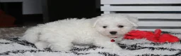 Bichon Frise dogs for sale: Kayson  - Ad 5