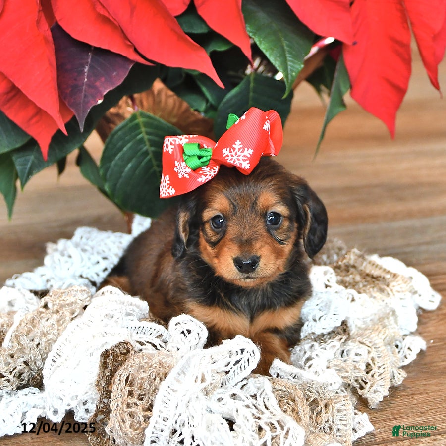 Miniature Dachshund dogs Stella  - Ad 8