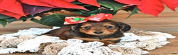 Miniature Dachshund dogs for sale: Stella  - Ad 1