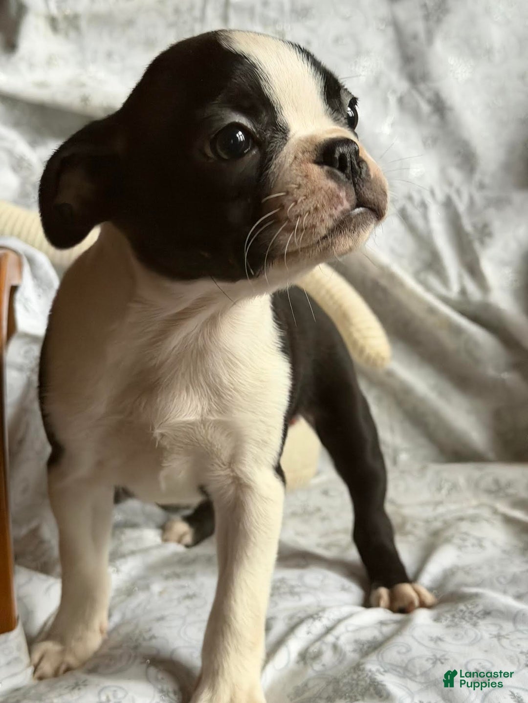 Boston Terrier dogs for sale: Maddie - Ad 4