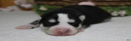 Siberian Husky dogs for sale: Atlas - Ad 8