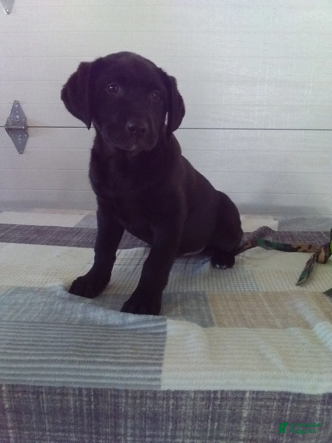 Labrador Retriever dogs for sale: Twinkle - Ad 3