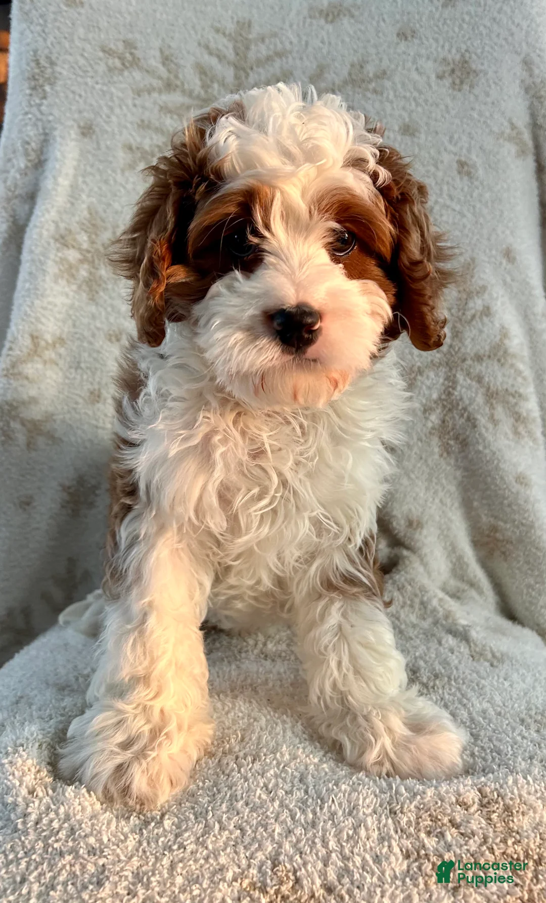 Cavapoo dogs for sale: Cavapoo Puppy 1 - Ad 2