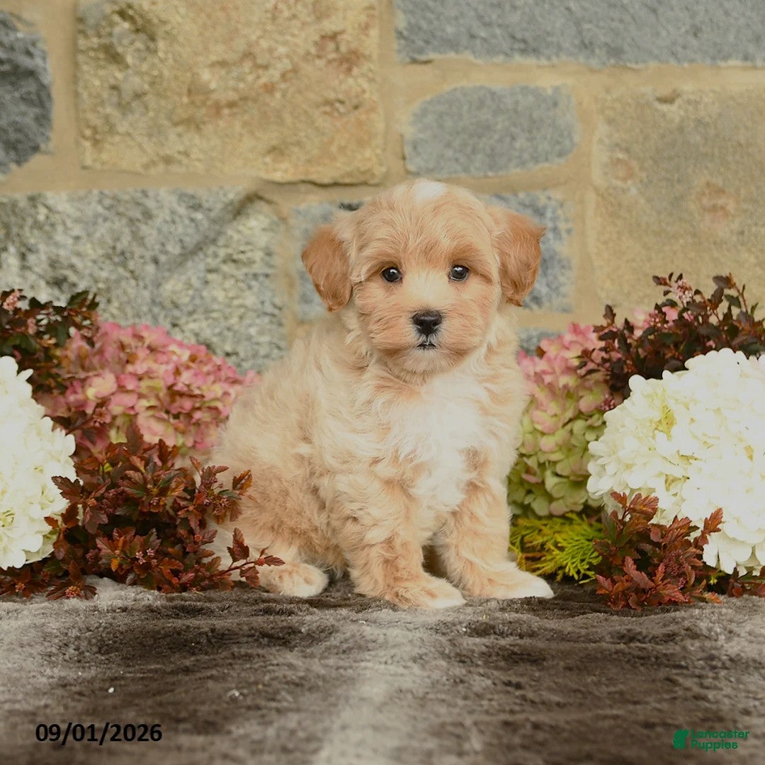 Maltipoo dogs Lucas - Ad 1